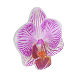 Lilio — PopTop - US 02588